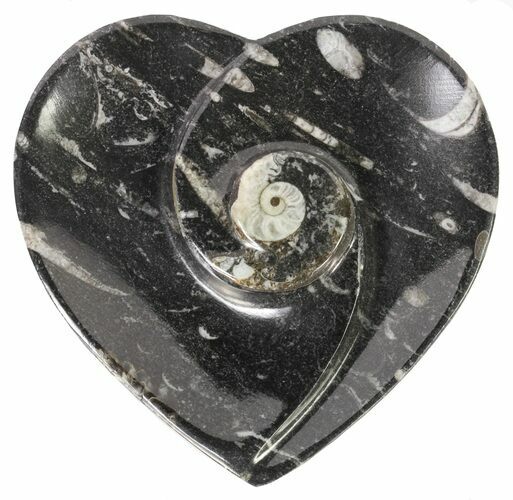 Heart Shaped Fossil Goniatite Dish #61293